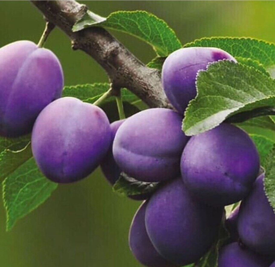 Слива Волжская красавица