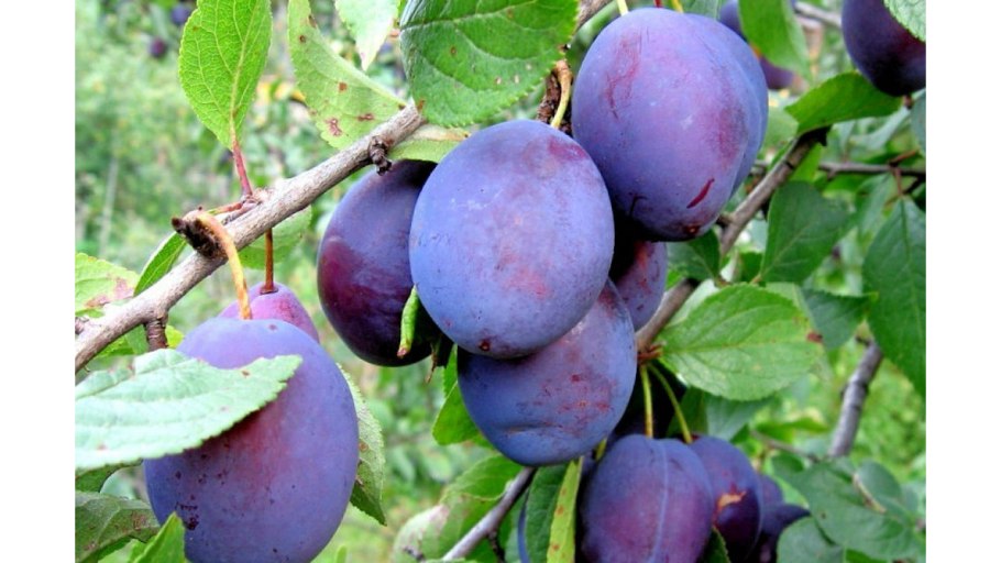 Слива сорт Кромань