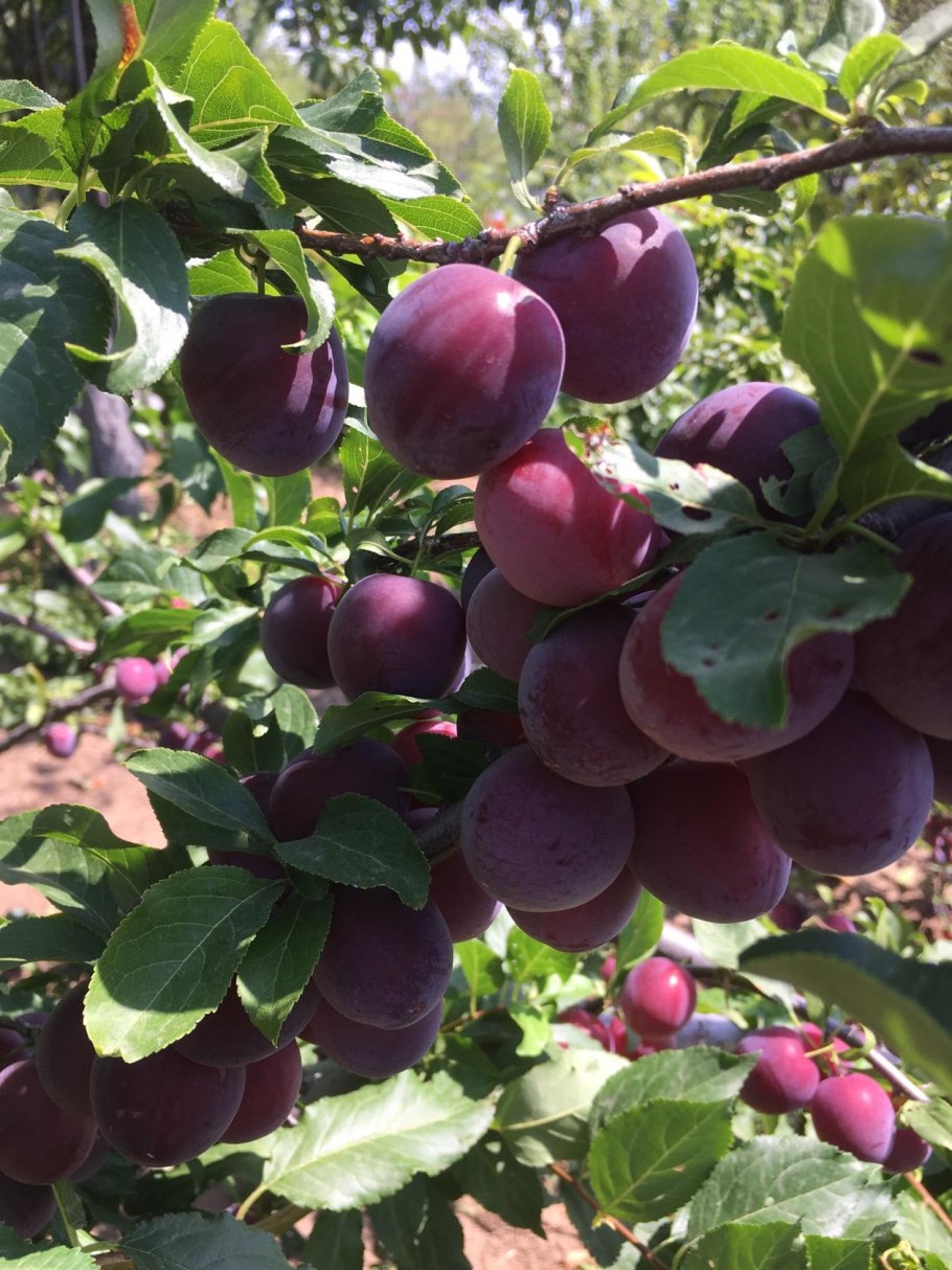 Алыча индиго