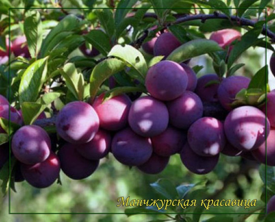 Слива карликовая Хаузветше