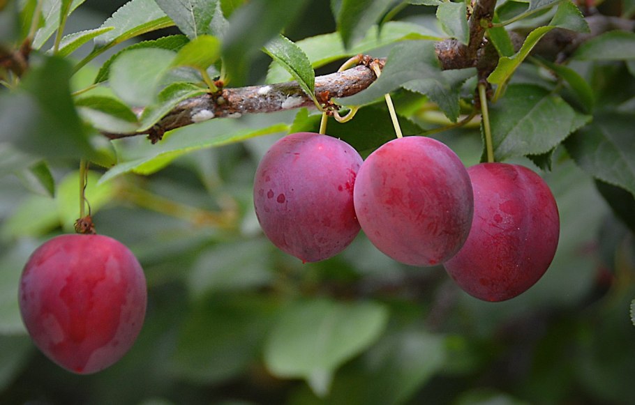 Алыча Крымская Комета