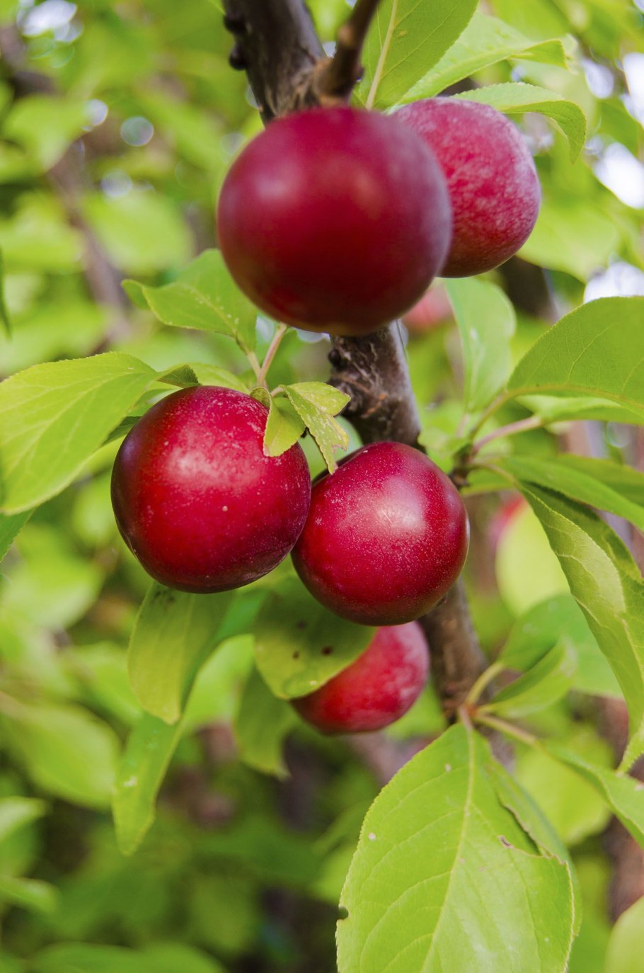 Слива Анна Шпет дерево