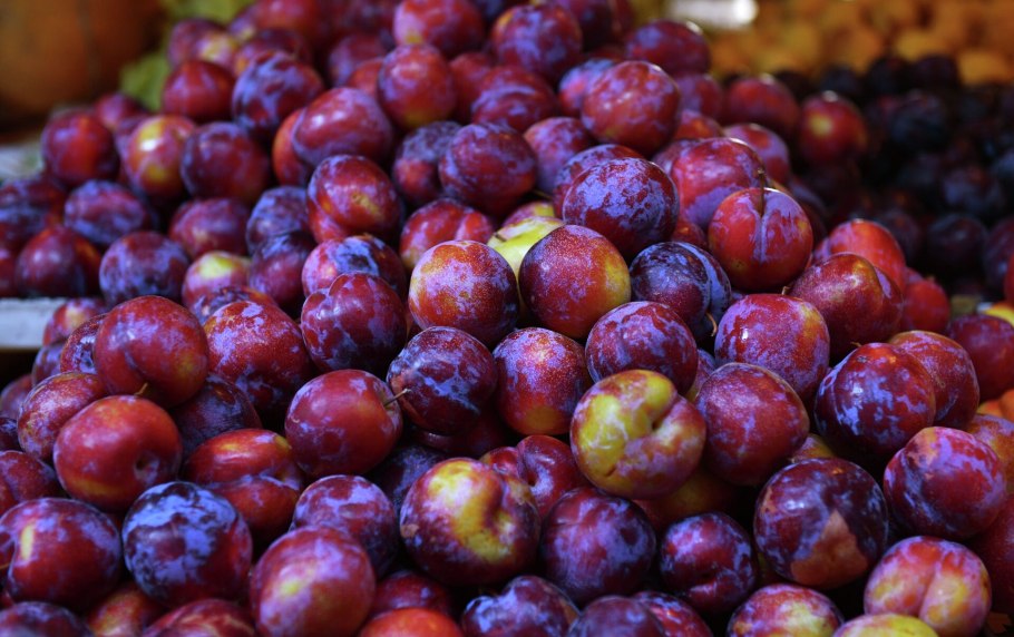 Слива венгерка Московская