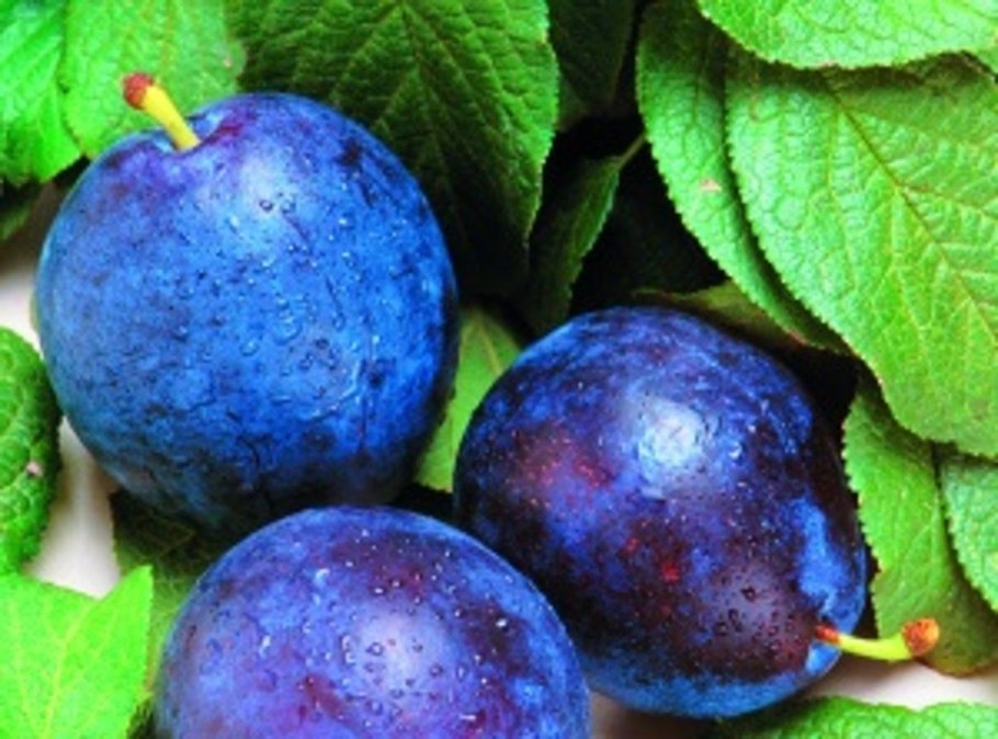 Алыча Сочинская