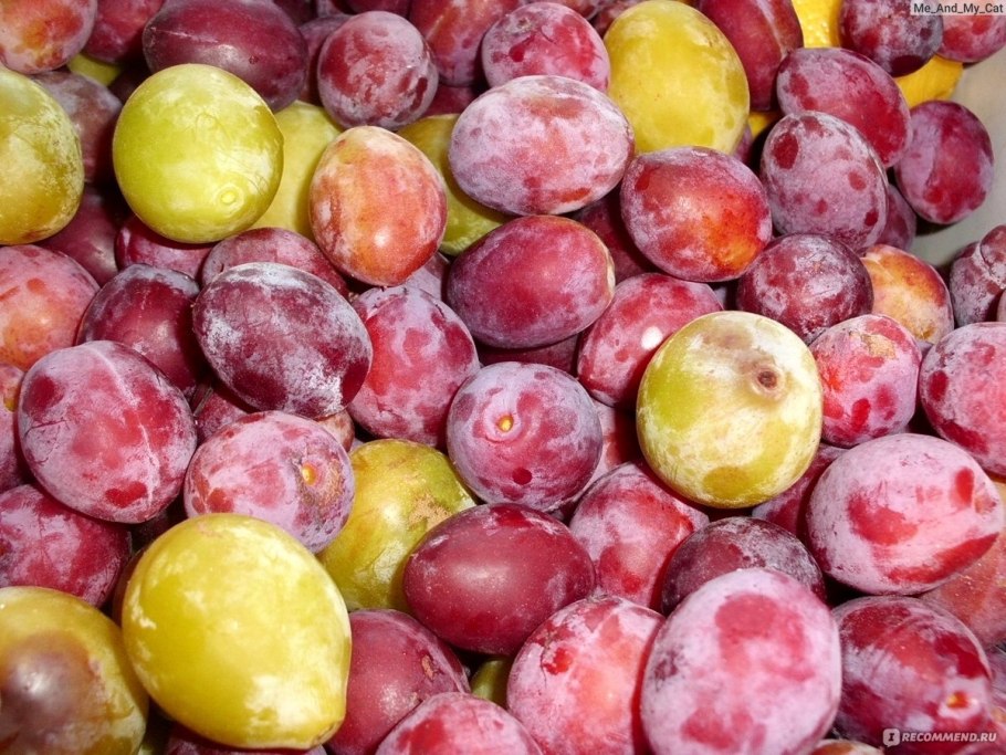 Слива испанка