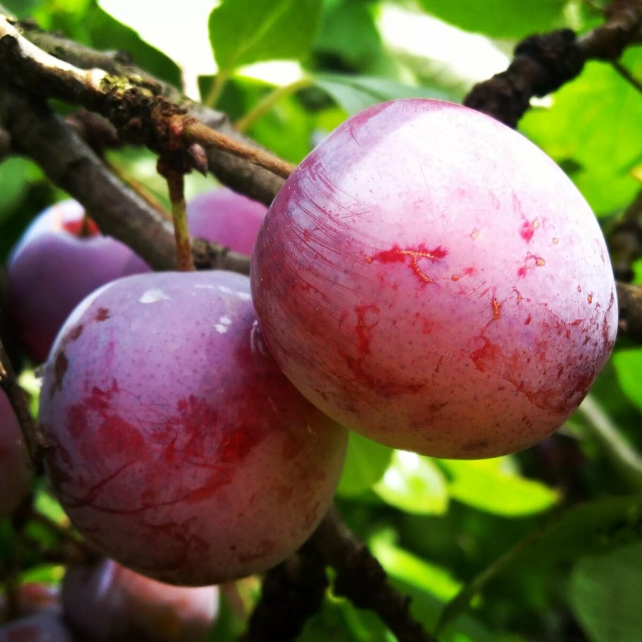 Алыча краснолистная лама