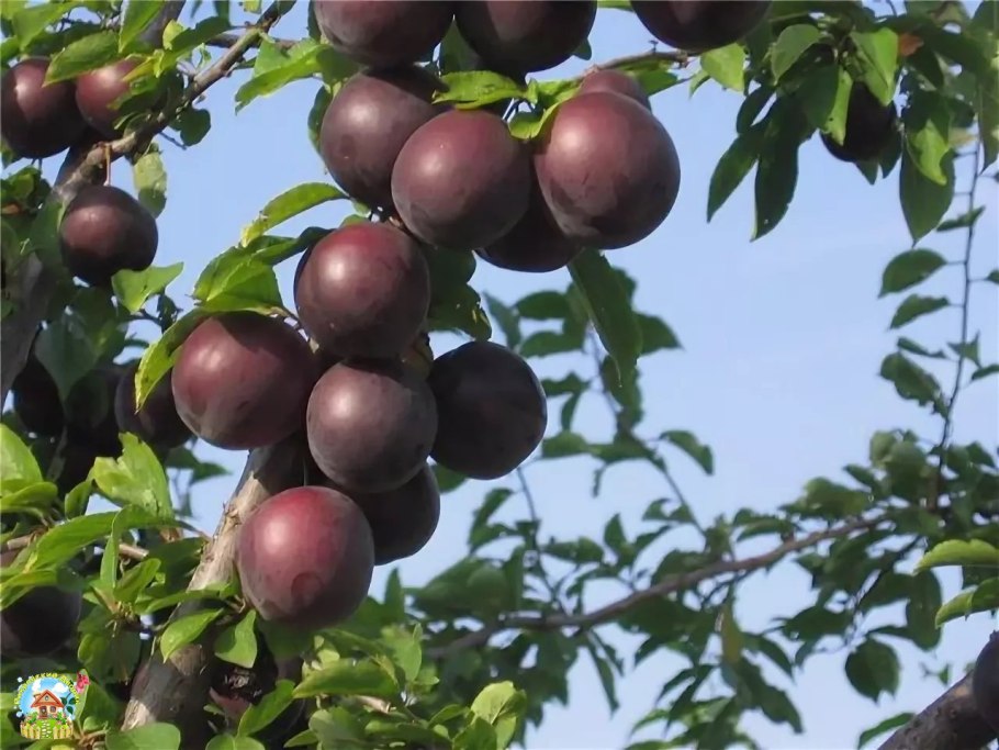 Слива испанка Узбекистан