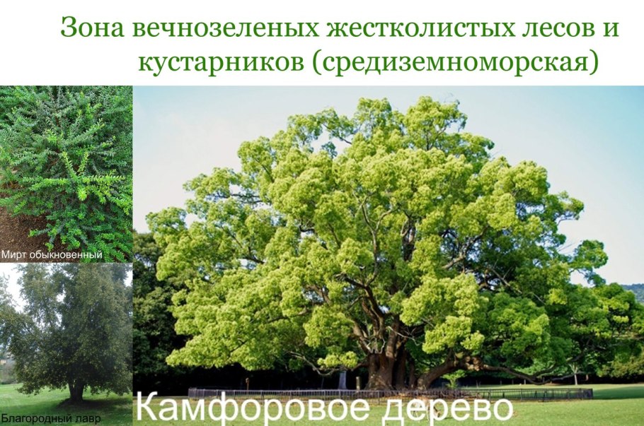 Плодовое дерево зелёная ягода переходит в коричневую