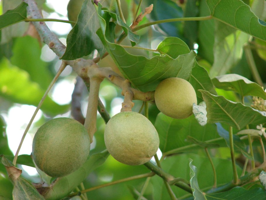 Лумбанг (aleurites moluccana)