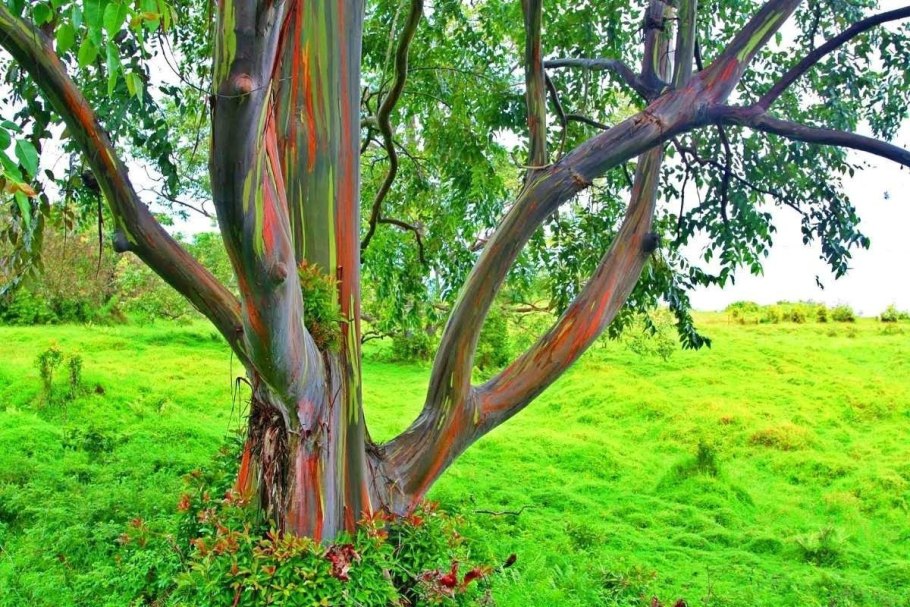 Rhus Toxicodendron