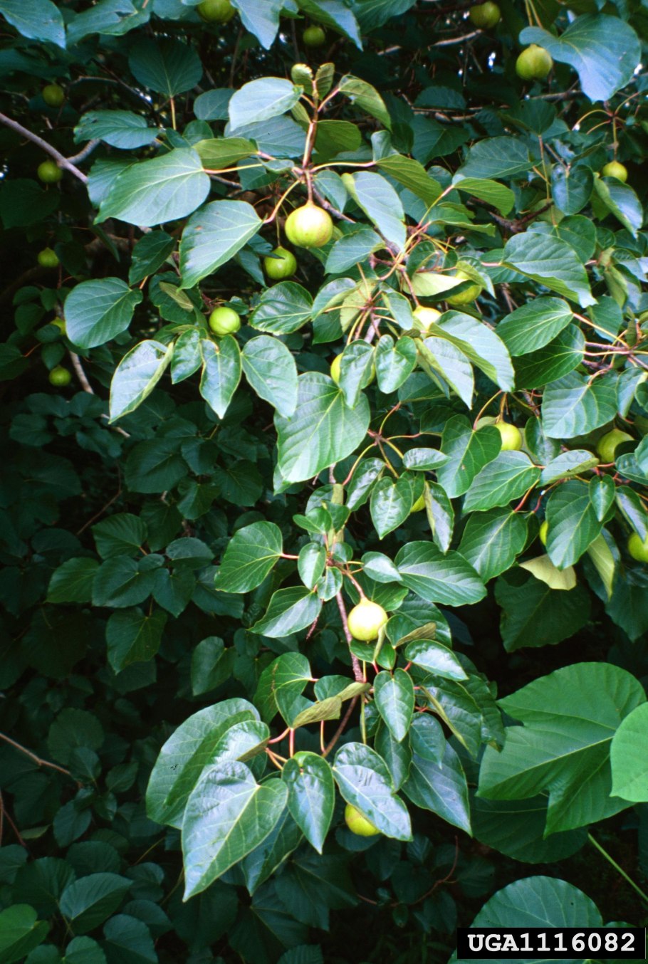 Aleurites fordii