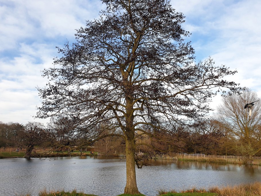 Alnus glutinosa pendula осенью