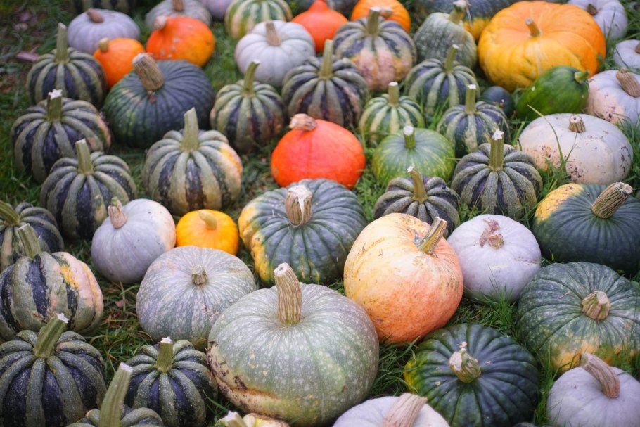 Тыква kleine bicolor