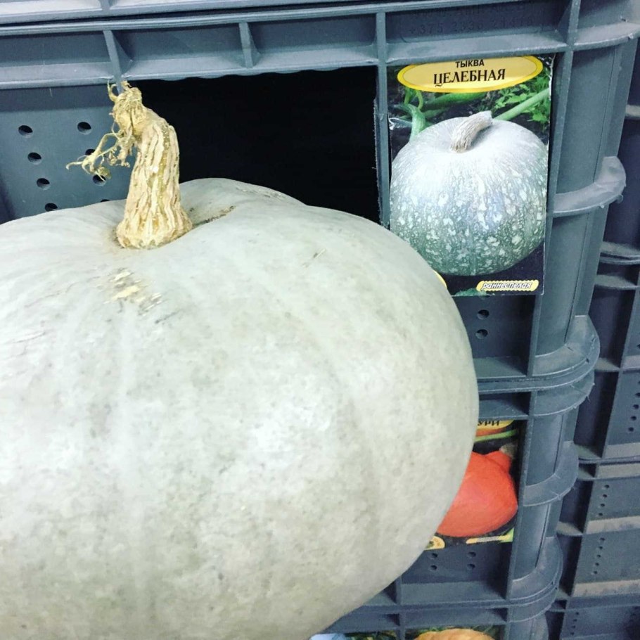 Тыква лежкая f1 6шт