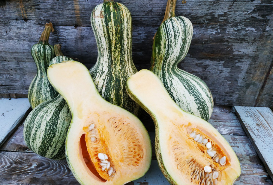 Тыква декоративная (Cucurbita Pepo)