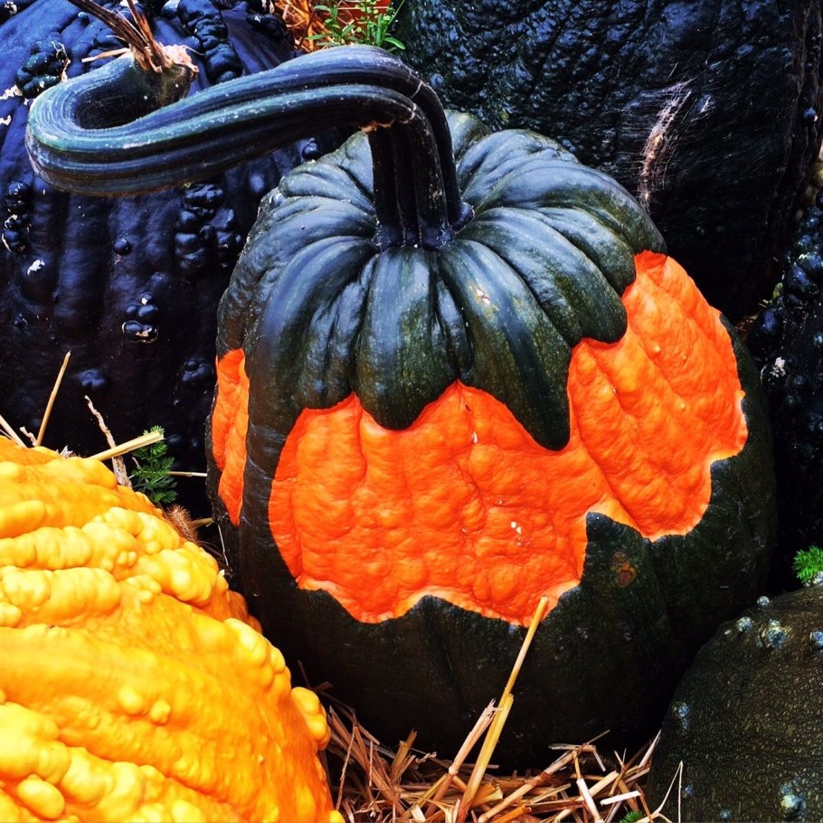 Баттернат сквош