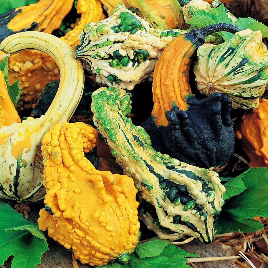 Cucurbita Pepo семена