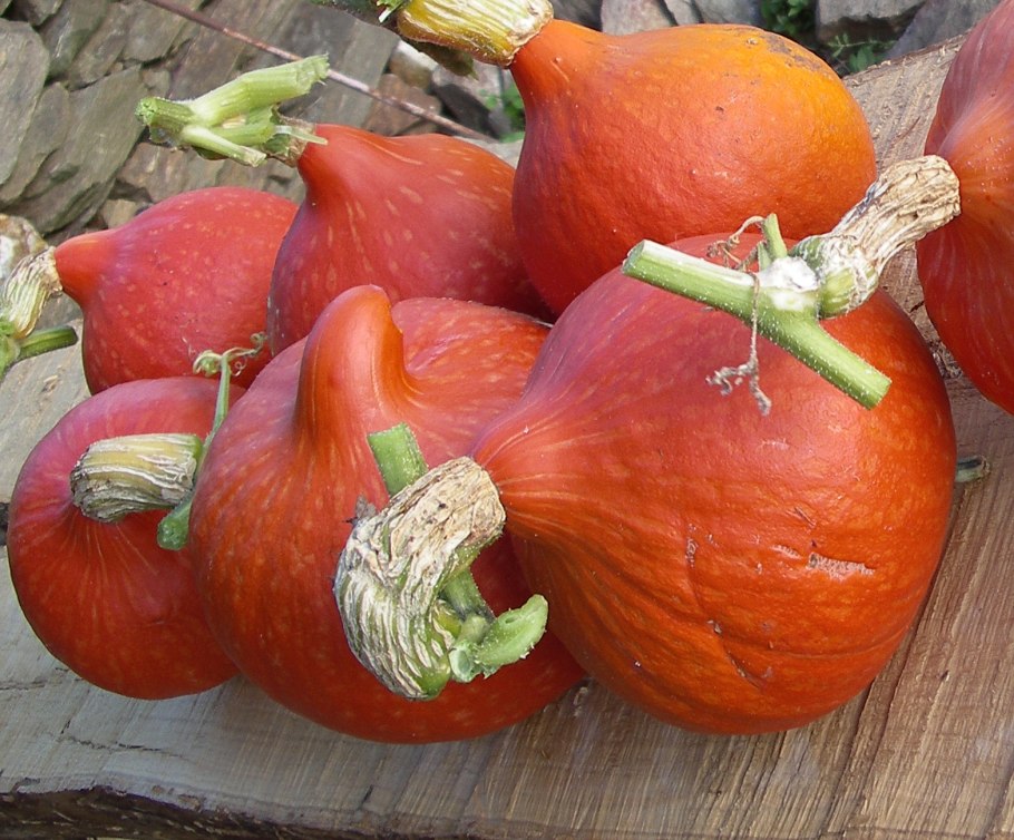 Потимарон тыква Хоккайдо