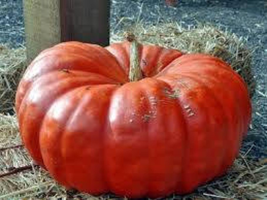 Семена СЕДЕК тыква розовая Фея