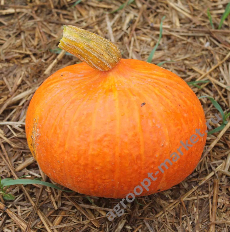 Тыква без семечек сорт
