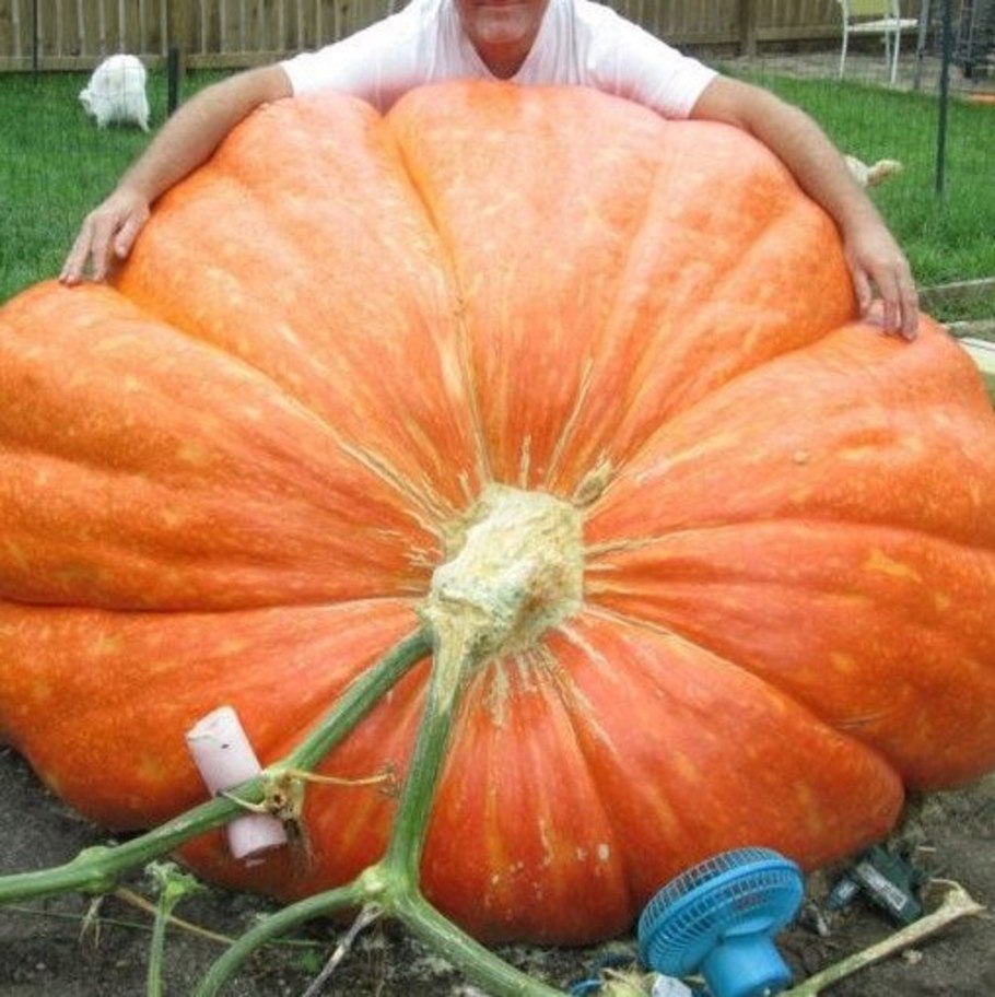 Семена тыква Атлантик гигант