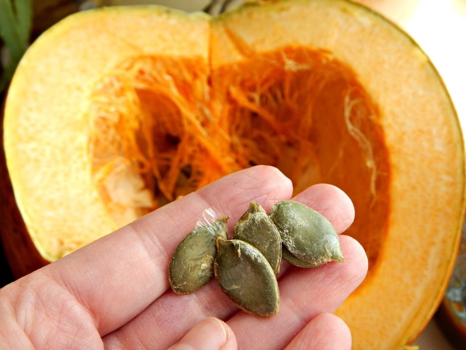 Тыква сорт Йокогама