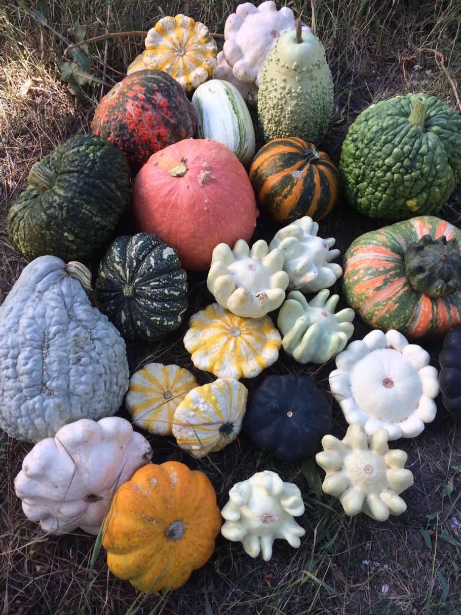 Тыква сорт Моргенштерн