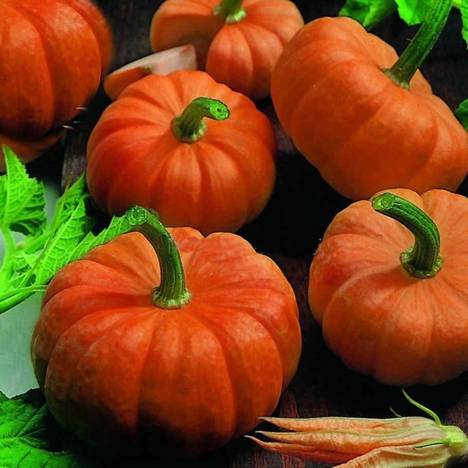 Тыква трилистник