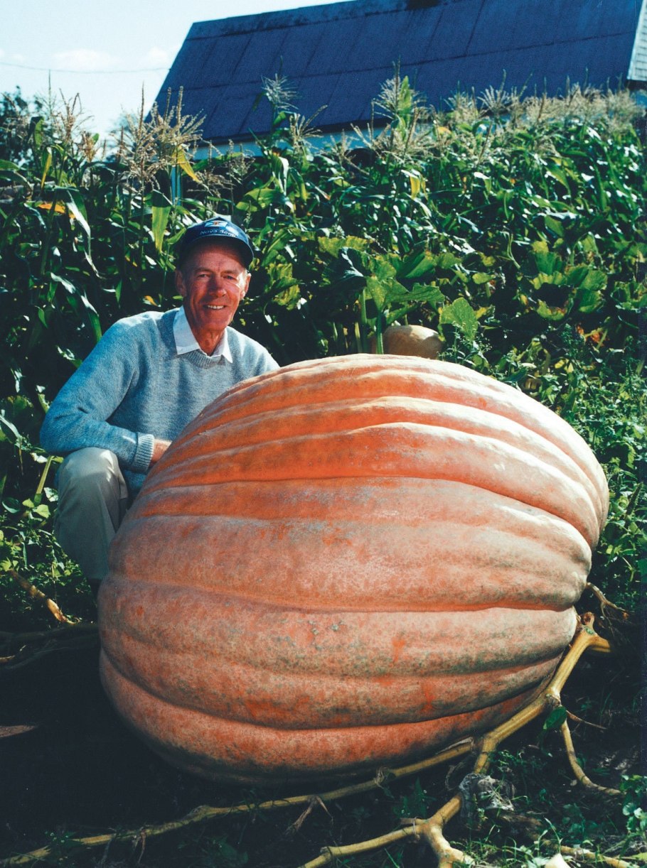 Тыква мускатная Прикубанская