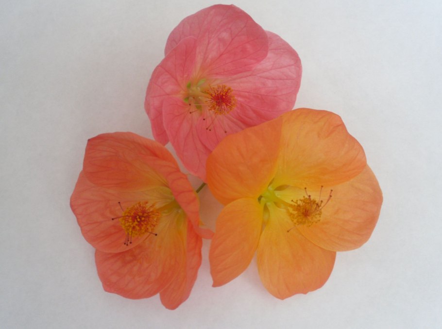 Листч абутилона в воде