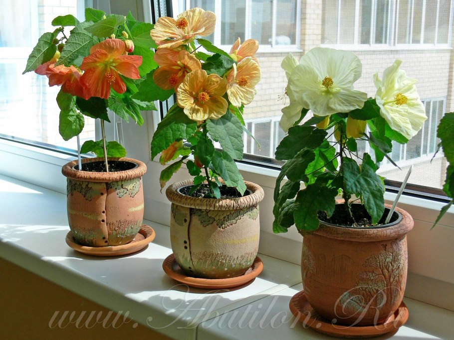 Bella Apricot Shades