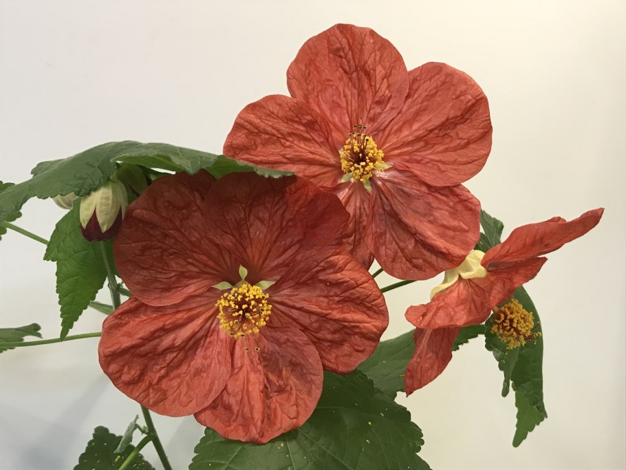 Абутилон феерия