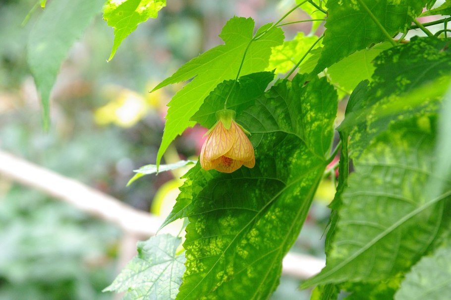 Абутилон органза