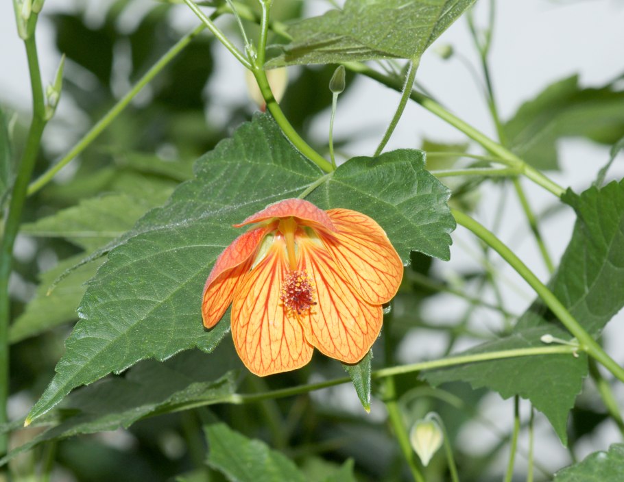 Гибискус комнатный абутилон