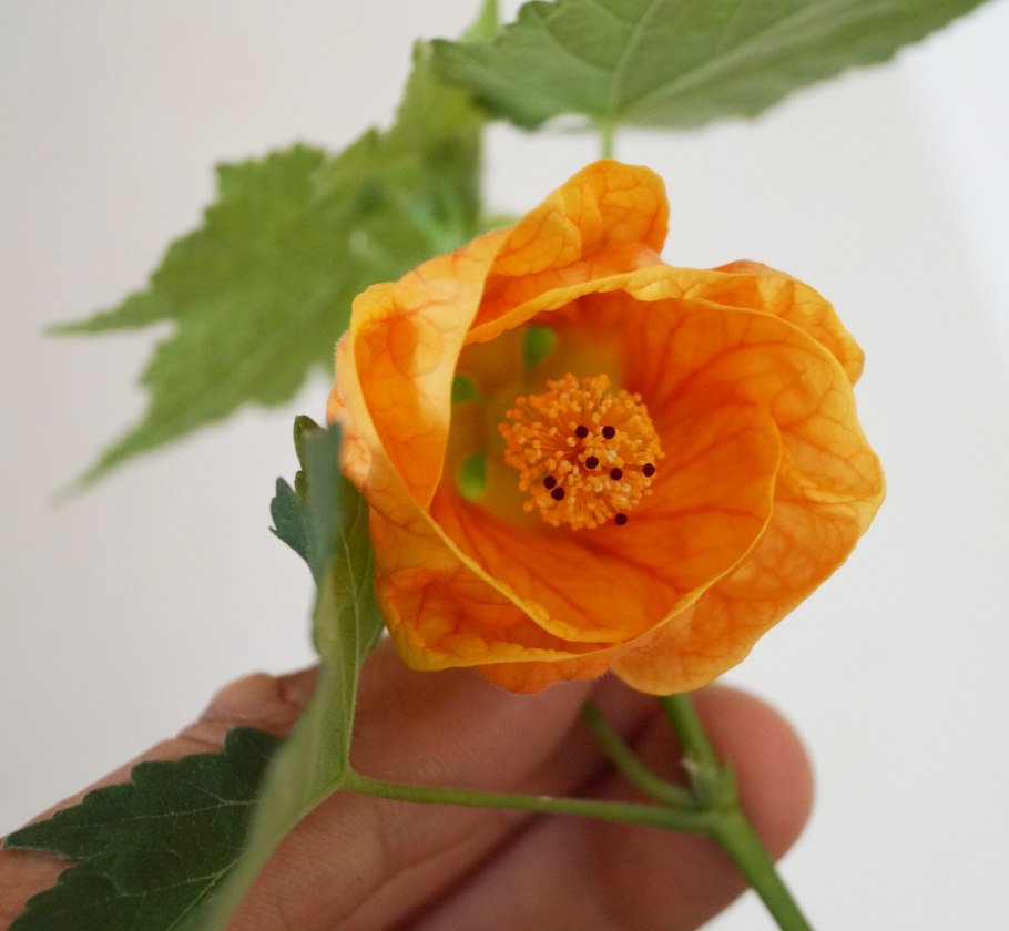 Абутилон макраме