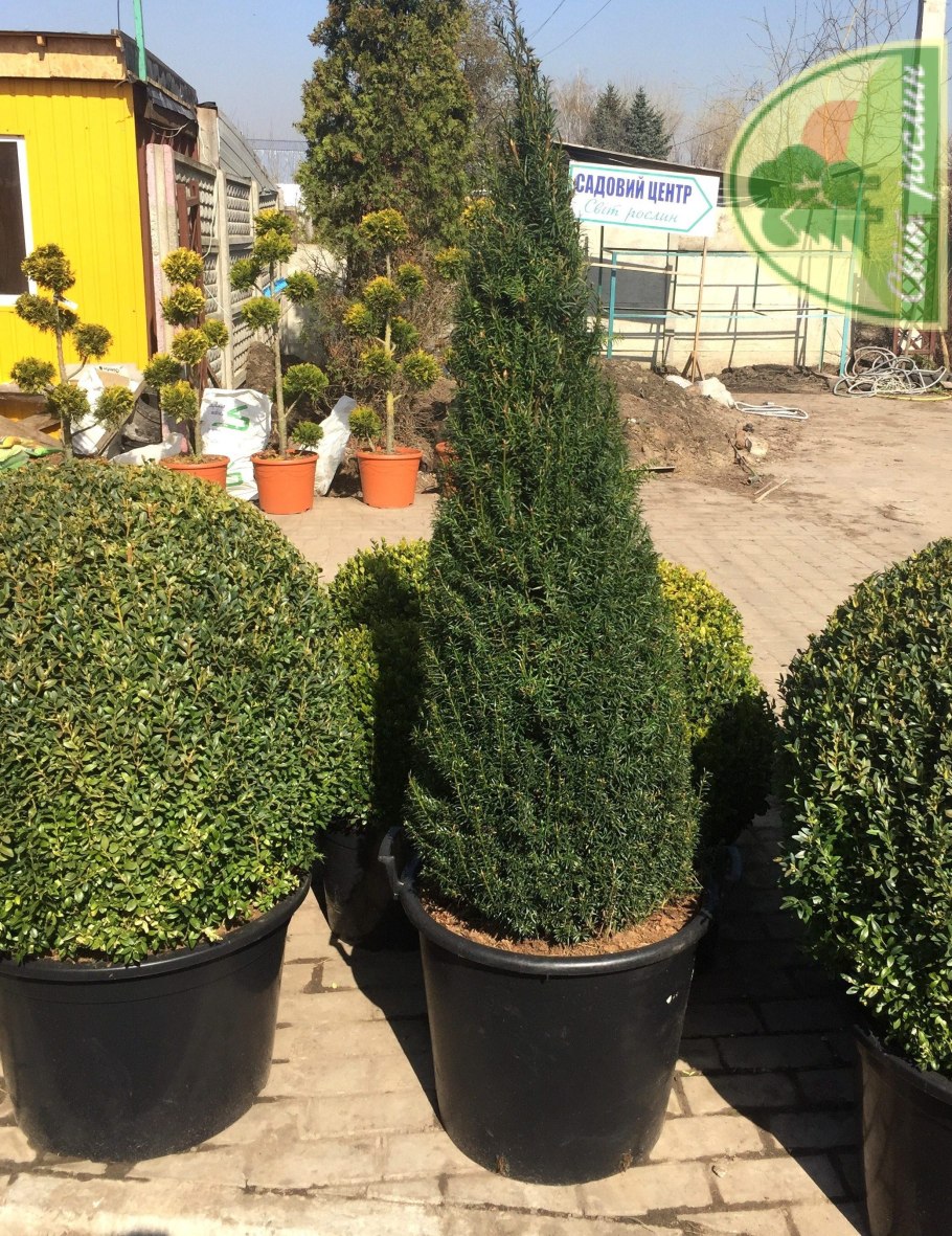 Тис ягодный стрижка