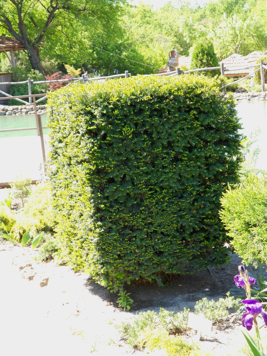 Тис ягодный Живая изгородь