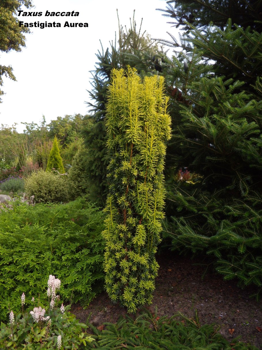 Тис ягодный Живая изгородь