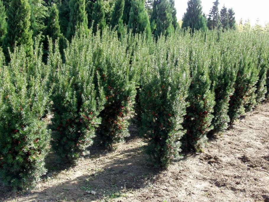 Кипарис фастигиата