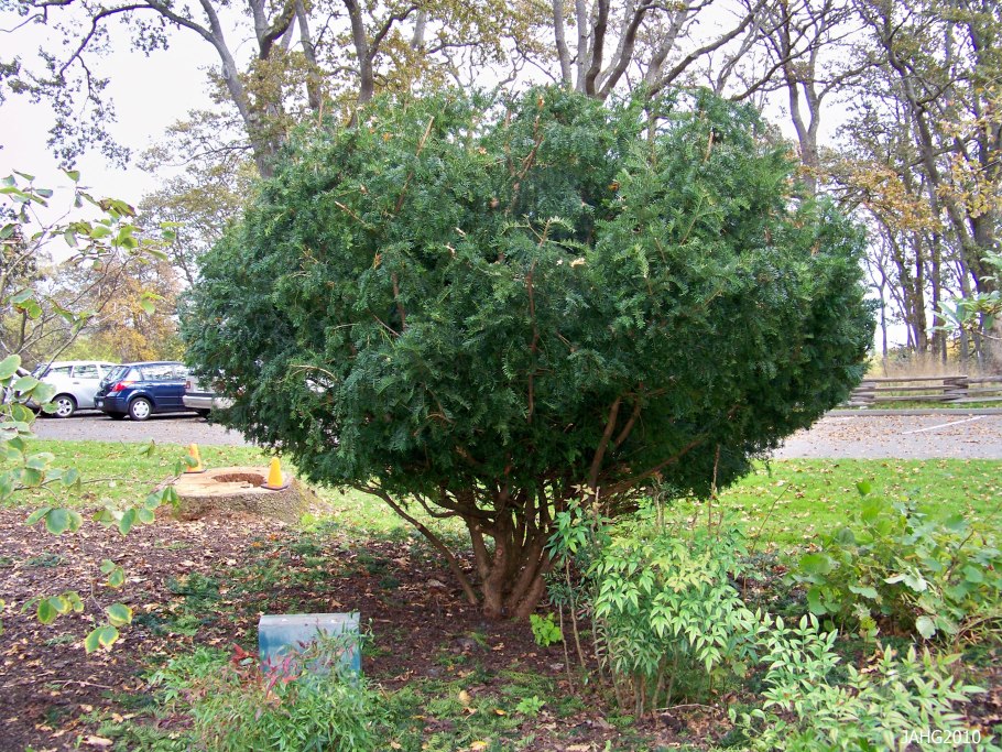 Тисс колоновидный