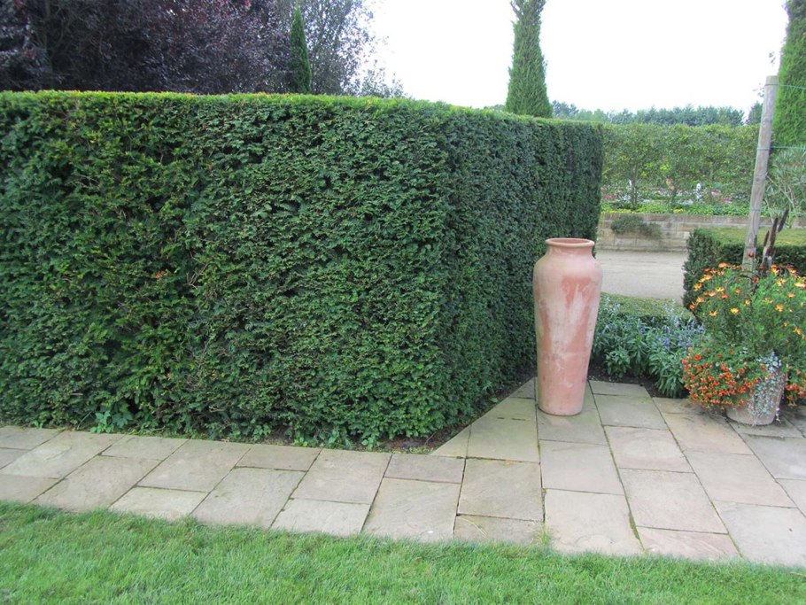 Taxus baccata Topiary