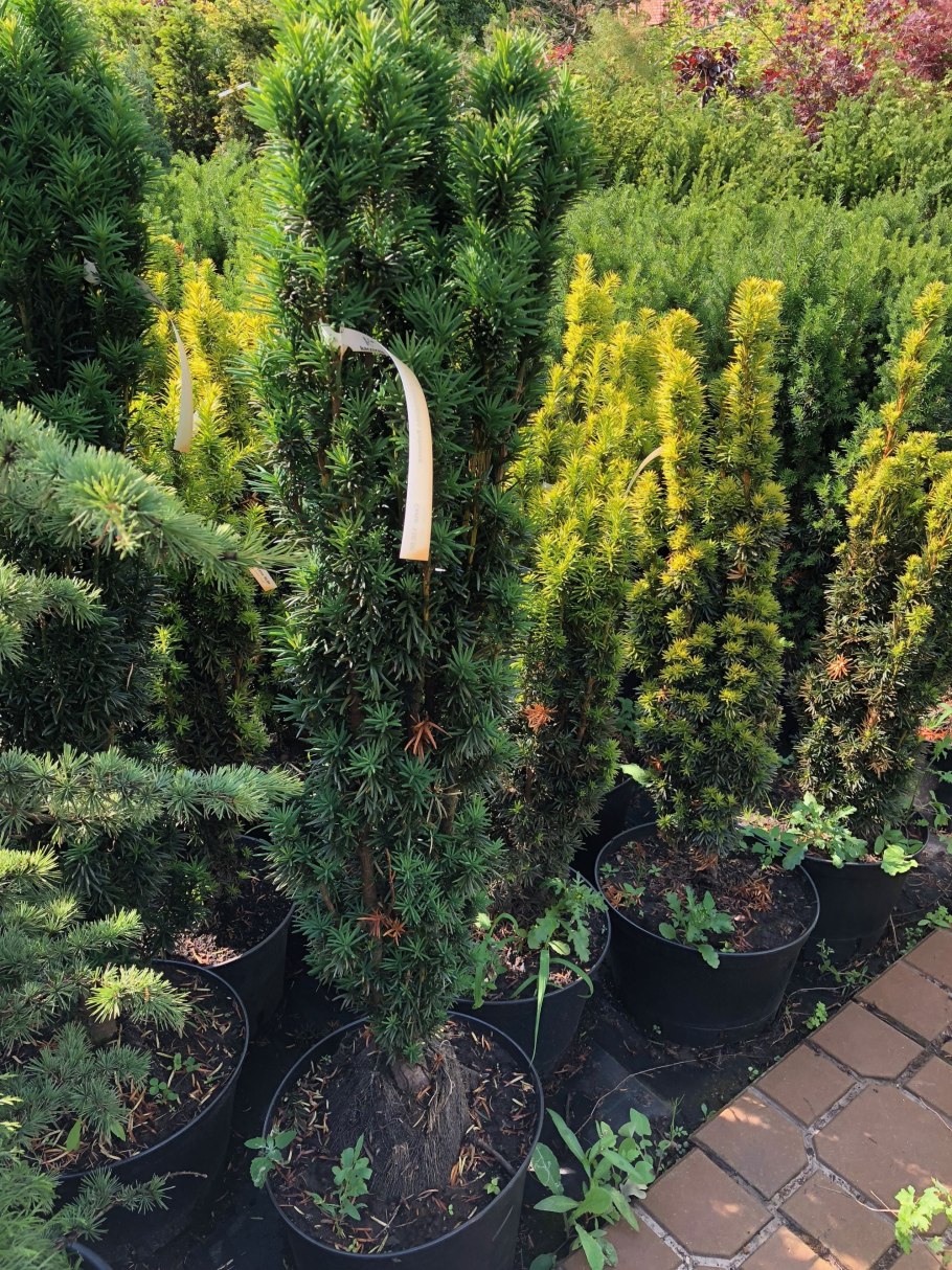 Тисс ягодный дерево