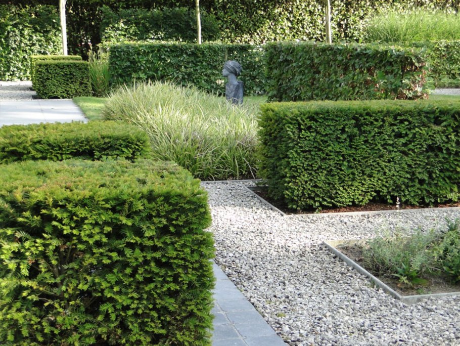 Тисс ягодный изгородь