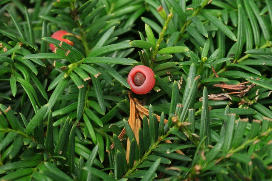Taxus baccata «repandens» (тис ягодный)