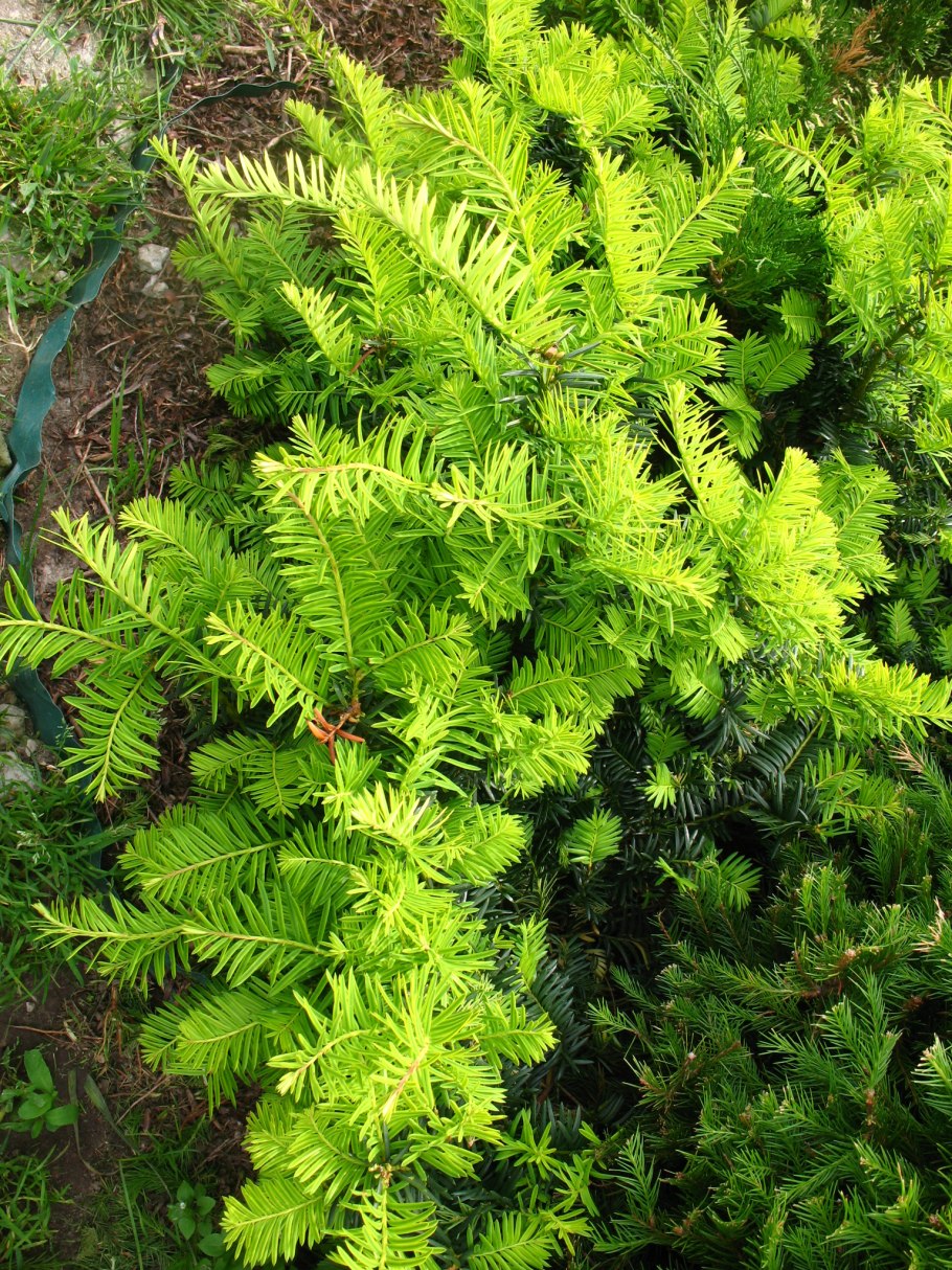 Тис ягодный Фастигиата Робуста