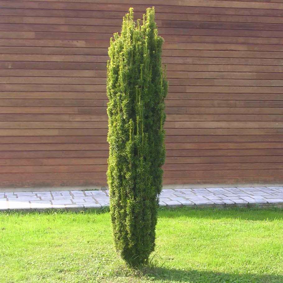 Taxus baccata Версаль