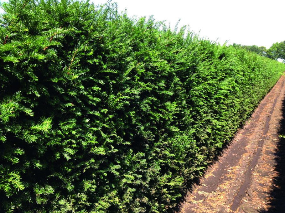 Тисс живая изгородь