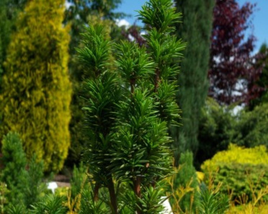 Taxus baccata Fastigiata