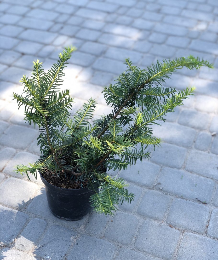 Taxus baccata изгородь