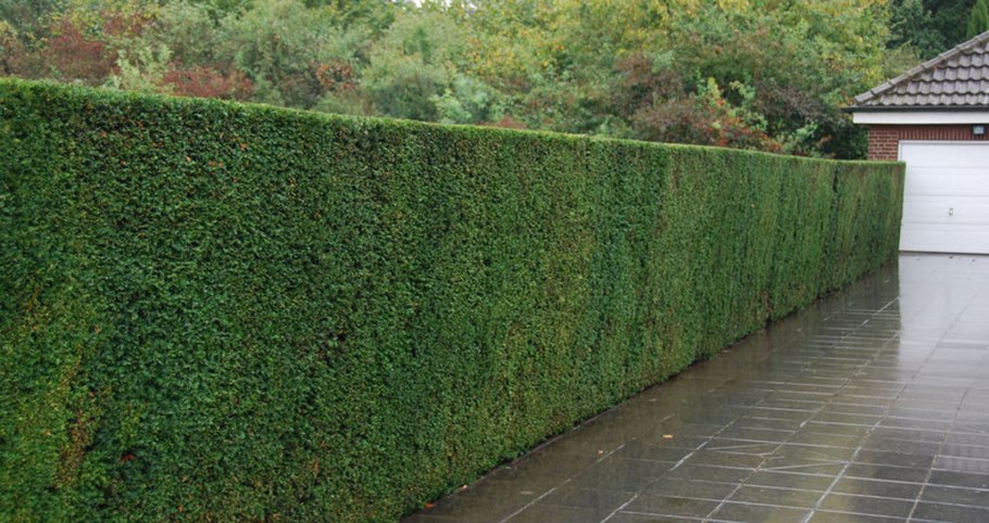 Тис ягодный живая изгородь